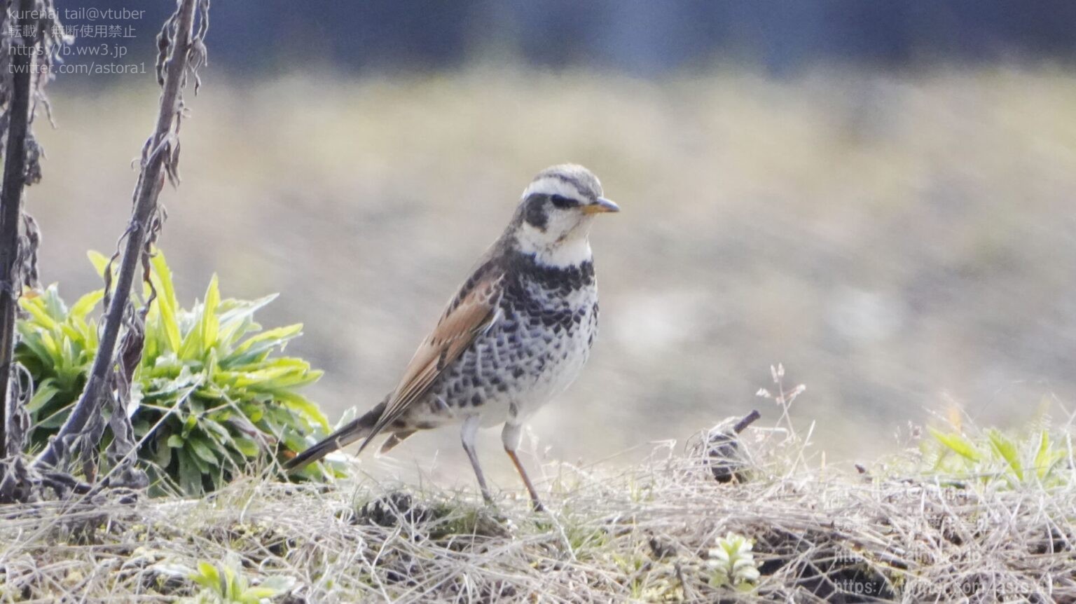 ツグミの生態と魅力を徹底解説!冬の風物詩! | 日本野鳥研究所
