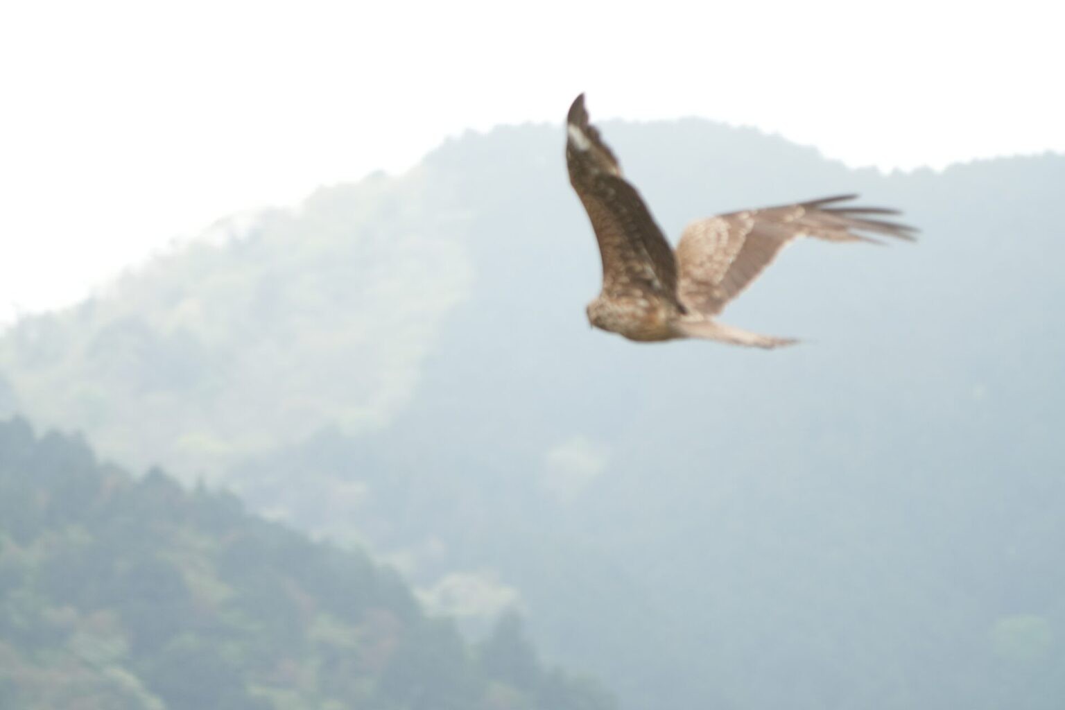 トンビの生態と文化的意義を深掘り!空を支配する猛禽類 | 日本野鳥研究所