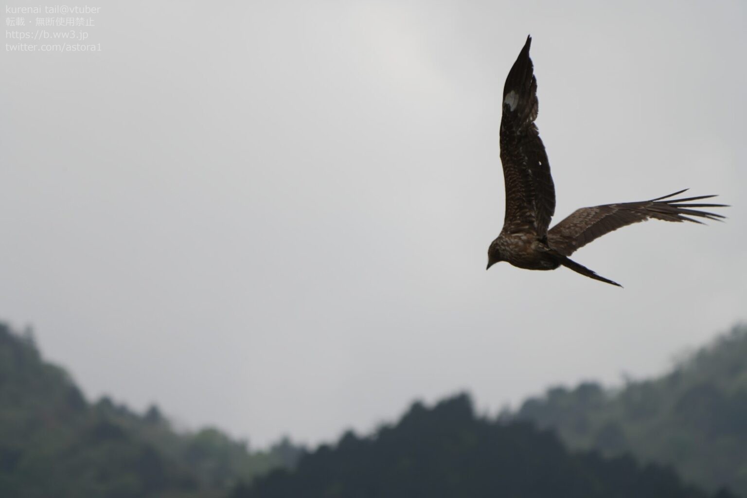 トンビの生態と文化的意義を深掘り!空を支配する猛禽類 | 日本野鳥研究所