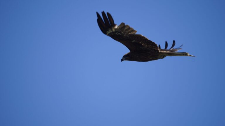 トンビの生態と文化的意義を深掘り!空を支配する猛禽類 | 日本野鳥研究所