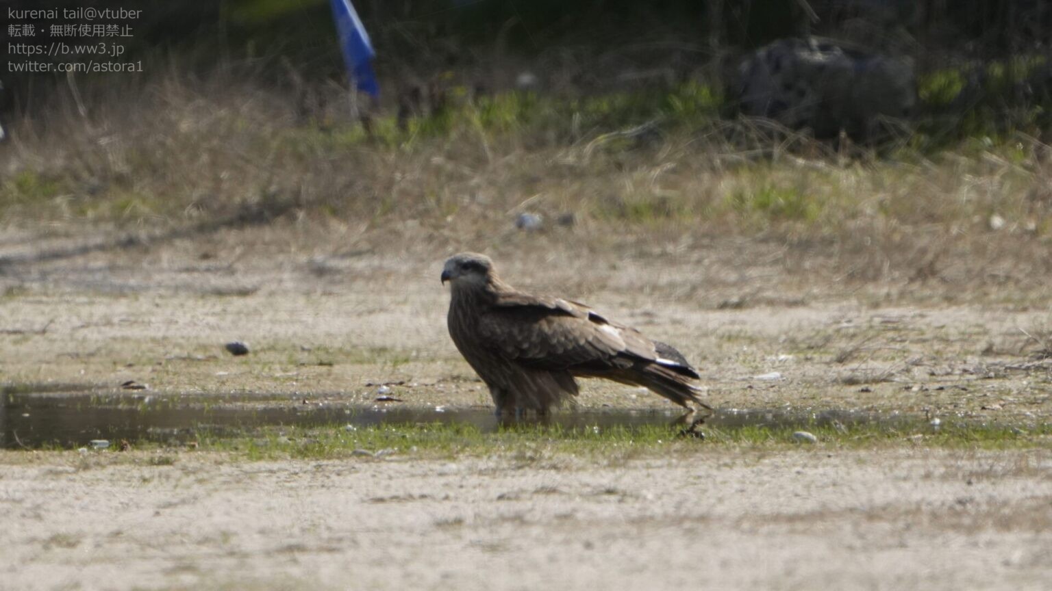 トンビの生態と文化的意義を深掘り!空を支配する猛禽類 | 日本野鳥研究所