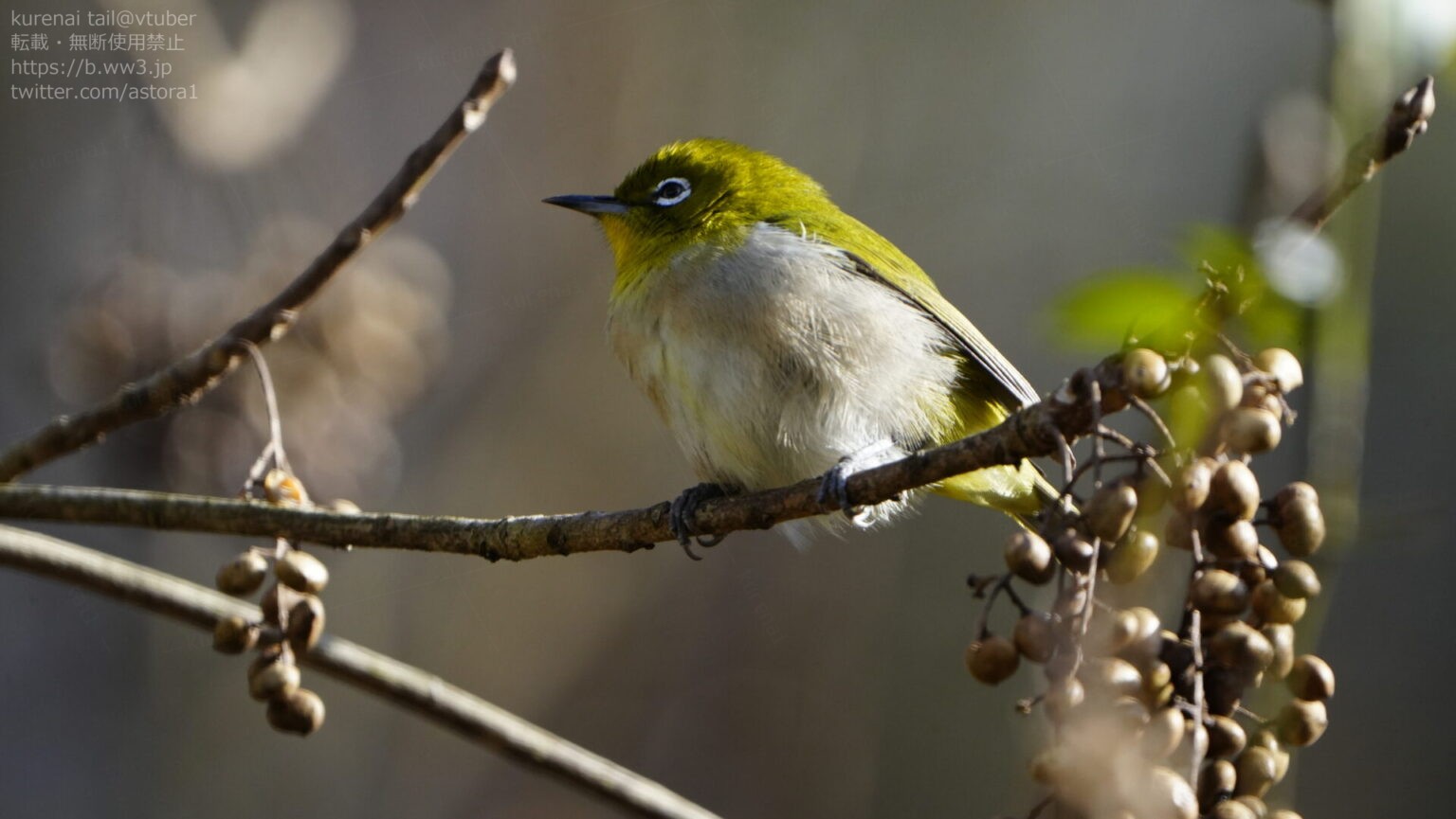 メジロの魅力を徹底解説!特徴的な白い目と活発な動きの小さな鳥 | 日本野鳥研究所
