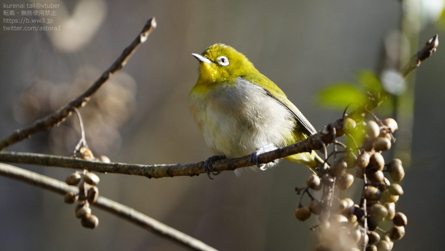 メジロの魅力を徹底解説!特徴的な白い目と活発な動きの小さな鳥 | 日本野鳥研究所