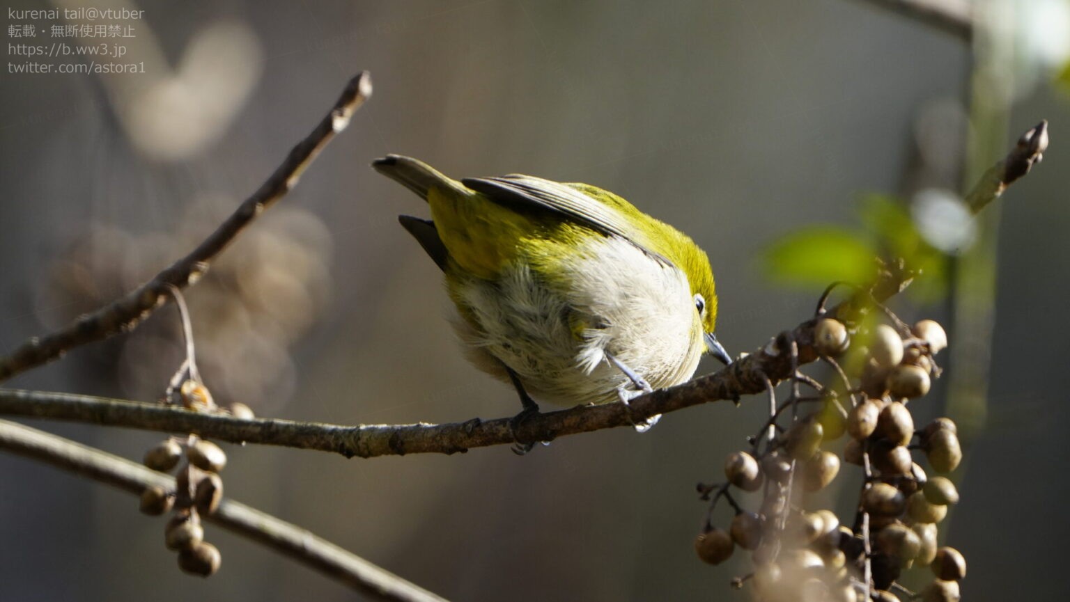 メジロの魅力を徹底解説!特徴的な白い目と活発な動きの小さな鳥 | 日本野鳥研究所