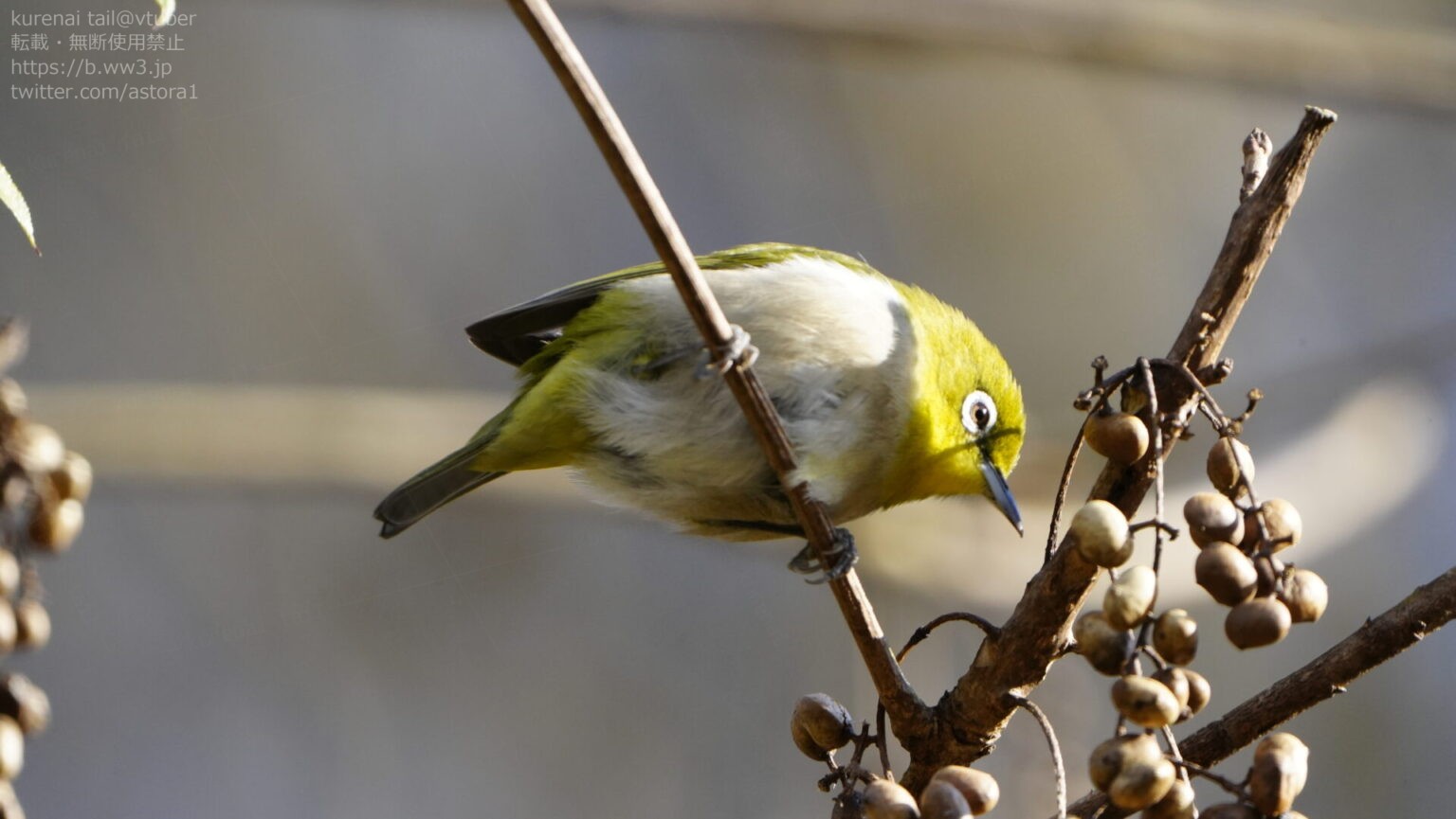 メジロの魅力を徹底解説!特徴的な白い目と活発な動きの小さな鳥 | 日本野鳥研究所