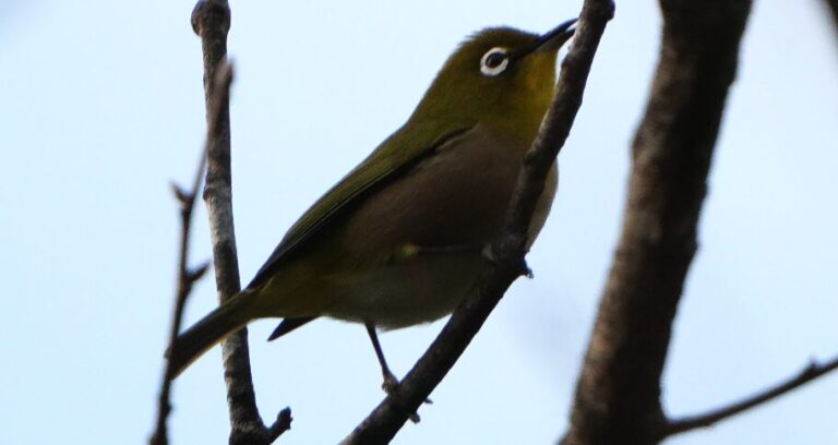 メジロの魅力を徹底解説!特徴的な白い目と活発な動きの小さな鳥 | 日本野鳥研究所