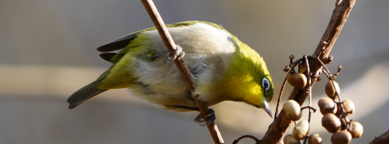 メジロの魅力を徹底解説!特徴的な白い目と活発な動きの小さな鳥 | 日本野鳥研究所