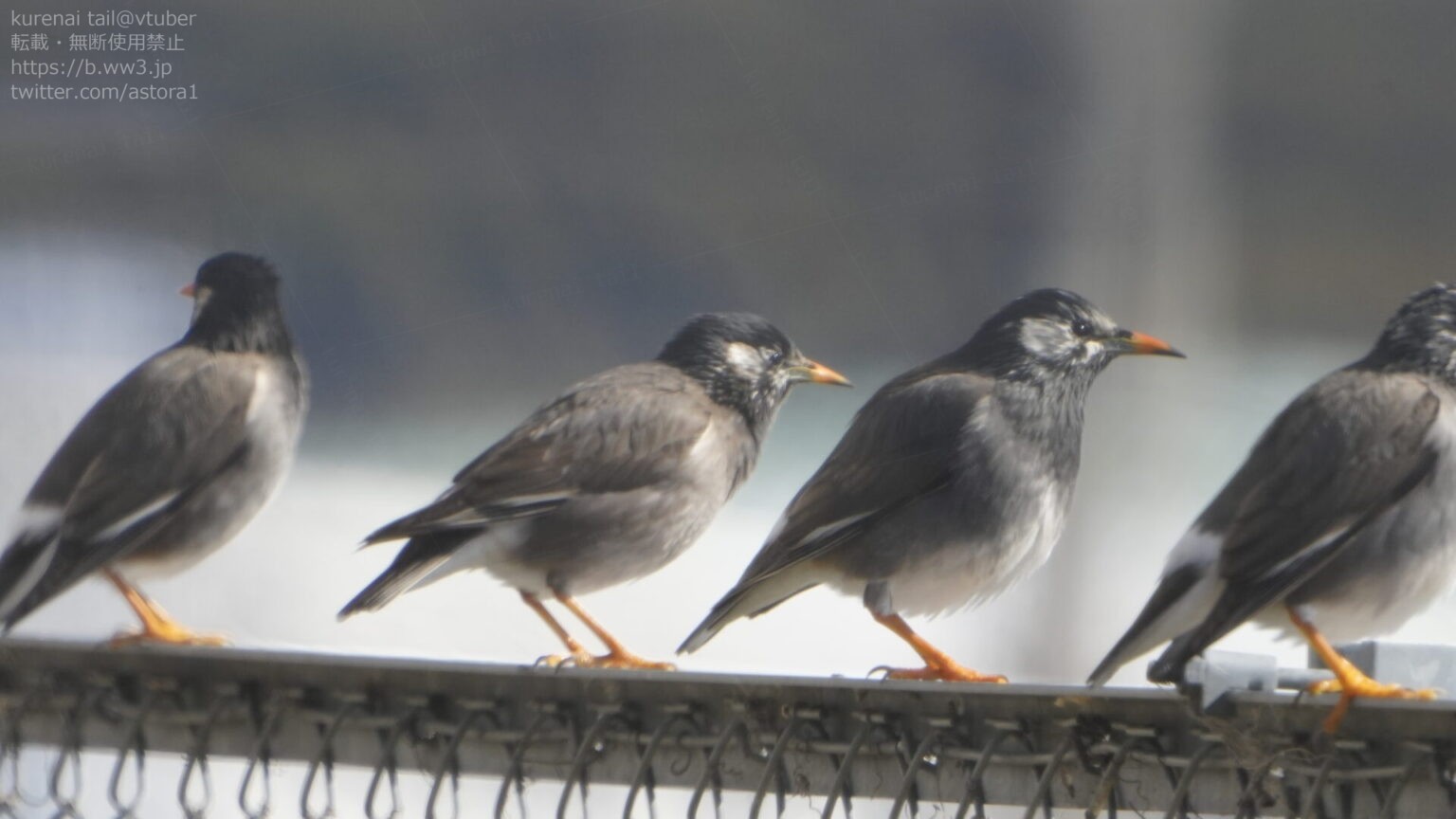 ムクドリの特徴・生態・観察ポイント!都市にも適応する賢い鳥 | 日本野鳥研究所