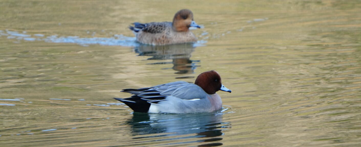 ヒドリガモの特徴と生態！冬の水辺で見られる美しいカモ | 日本野鳥研究所