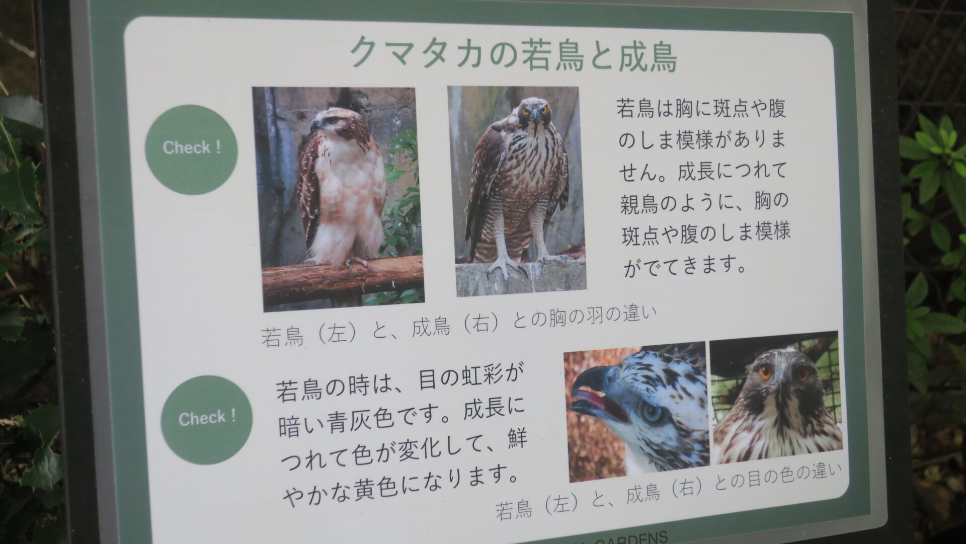 クマタカの生態と特徴|森の王者と呼ばれる大型猛禽 | 日本野鳥研究所