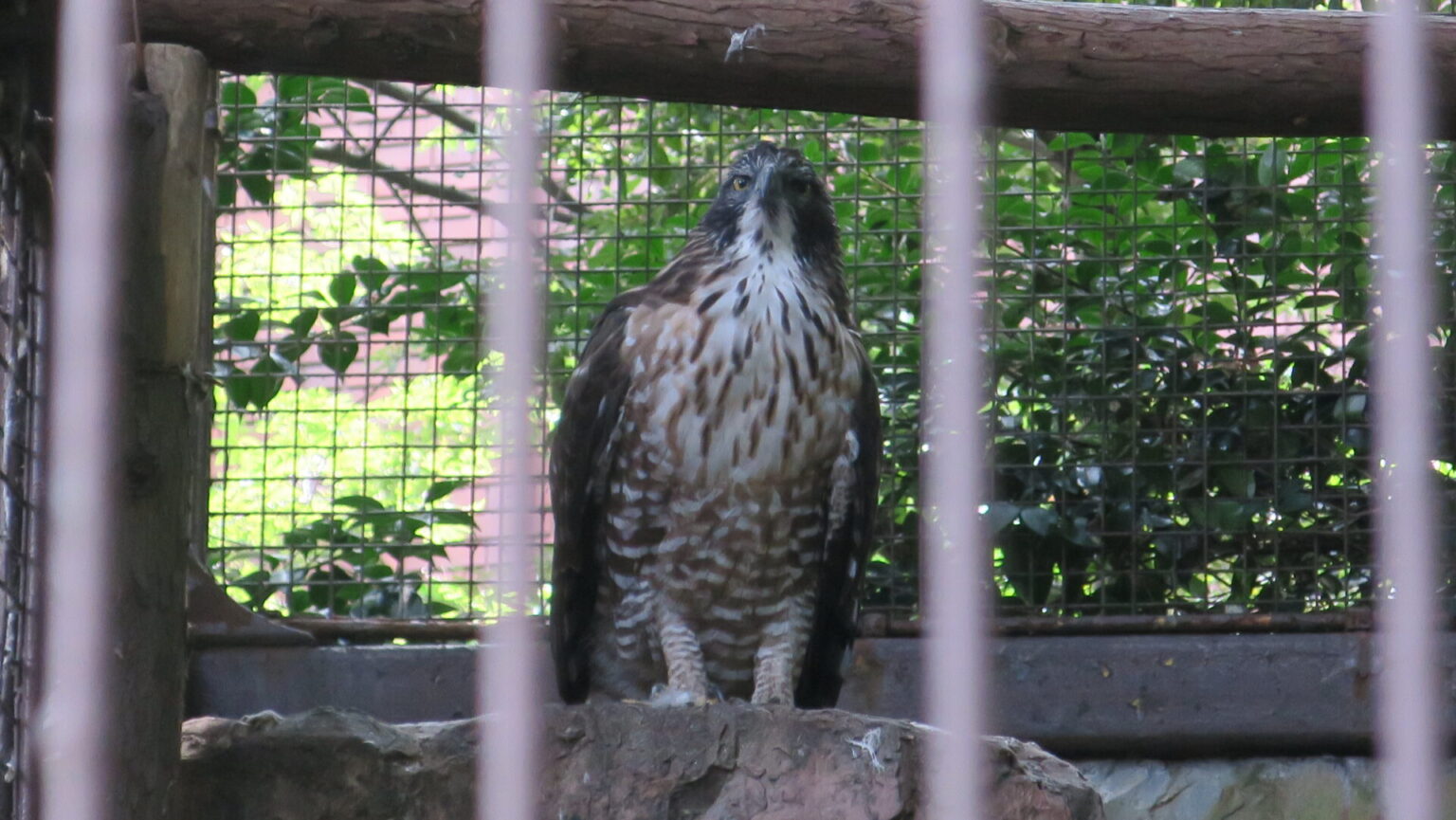 クマタカの生態と特徴|森の王者と呼ばれる大型猛禽 | 日本野鳥研究所